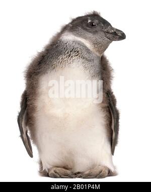 Giovane pinguino africano, Spheniscus demersus, 2 mesi, di fronte a sfondo bianco Foto Stock
