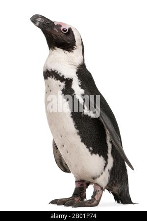 Pinguino africano, Spheniscus demersus, 10 anni, di fronte a uno sfondo bianco Foto Stock