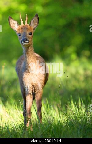 Capriolo (Capreolo capriolo), capriolo giovane in una radura forestale, vista frontale, Belgio, Viroinvallei, Dourbes Foto Stock
