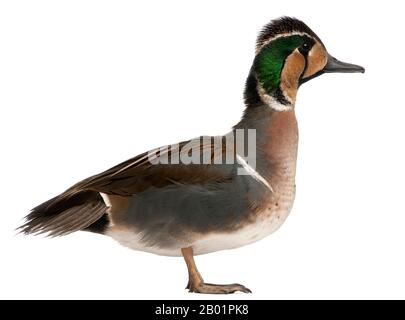 Baikal Teal Duck, Anas formosa, di fronte a sfondo bianco Foto Stock