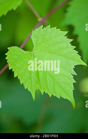 Vitigno, vitigno (Vitis vinifera), foglia, Germania Foto Stock