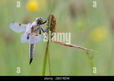 libellula a quattro macchie, chaser a quattro macchie, quattro punti (Libellula quadrimaculata), chaser di riposo nel luogo di notte in un prato con rugiada, Germania, Nord Reno-Westfalia Foto Stock