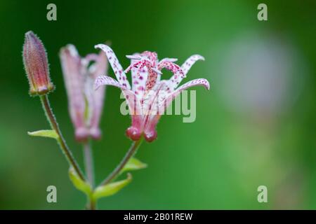 Toad lily (Tricyrtis hirta, Tricyrtis japonica), fiori Foto Stock