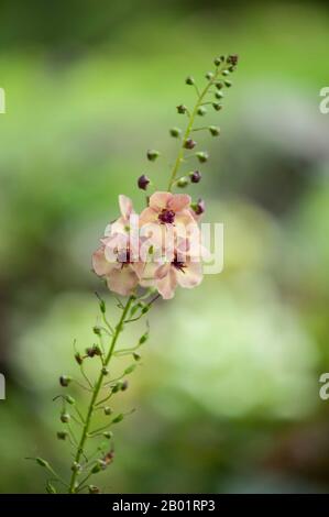 Mullein viola, mullein ornamentale (Verbascum phoeniceum), fioritura, Germania Foto Stock