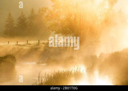 Eau Blanche fiume all'alba, Belgio, Wallonie, Viroinvallei, Dourbes Foto Stock