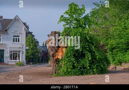 Tiglio lievitato, littleleaf linden, linden fogliare (Tilia cordata), tronco di tiglio abbattuto Bordesholmer Linde, Germania, Schleswig-Holstein, Bordesholm Foto Stock