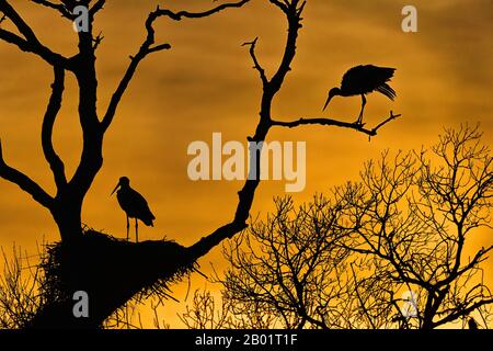 Cicogna bianca (Ciconia ciconia), due cicogne bianche ad un nido di cicogna su un albero, Spagna, Katalonia Foto Stock