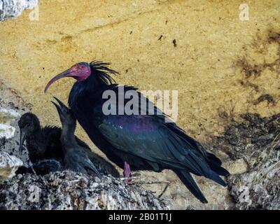Hermit ibis, Nord Bald Ibis (Geronticus eremita), con uccelli giovani nel nido, Spagna, Cadice, Vejer de la Frontera Foto Stock