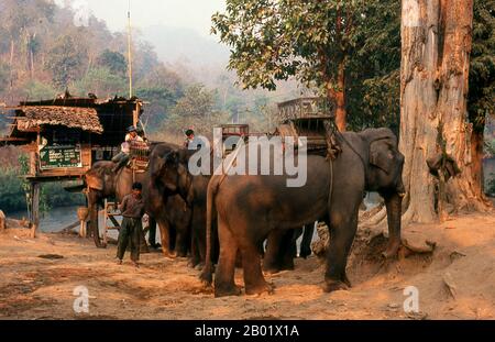 Thailandia: Elefanti che attraversano il fiume Pai la mattina presto, appena a sud di Mae Hong Son, nel nord della Thailandia. Una volta una delle province più remote della Thailandia, Mae Hong Son è ora facilmente accessibile in aereo da Chiang mai, così come da un meraviglioso giro in auto attraverso Mae Sariang e ritorno via Pai e Soppong– o viceversa. Isolato singolarmente, Mae Hong Son non è ancora molto sviluppato. I cittadini possono essere cittadini della Thailandia, ma la maggior parte sono Shan, Karen, cinesi yunnanesi o tribù delle colline. I templi sono in stile birmano e il ritmo della vita incredibilmente tranquillo. Foto Stock