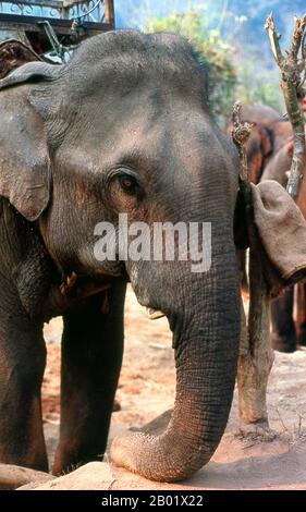 Thailandia: Trekking mattutino con elefante vicino al fiume Pai vicino a Mae Hong Son, nel nord della Thailandia. Una volta una delle province più remote della Thailandia, Mae Hong Son è ora facilmente accessibile in aereo da Chiang mai, così come da un meraviglioso giro in auto attraverso Mae Sariang e ritorno via Pai e Soppong - o viceversa. Isolato singolarmente, Mae Hong Son non è ancora molto sviluppato. I cittadini possono essere cittadini della Thailandia, ma la maggior parte sono Shan, Karen, cinesi yunnanesi o tribù delle colline. I templi sono in stile birmano e il ritmo della vita incredibilmente tranquillo. Foto Stock