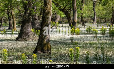 Alberi nel delta di Kizilirmak e riserva naturale della zona umida con fiori bianchi e gialli in primavera. Foto Stock