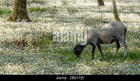 Pecore nel delta di Kizilirmak e riserva naturale umida con fiori bianchi. Foto Stock