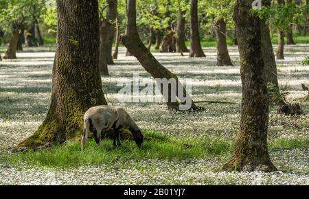 Pecore nel delta di Kizilirmak e riserva naturale umida con fiori bianchi. Foto Stock