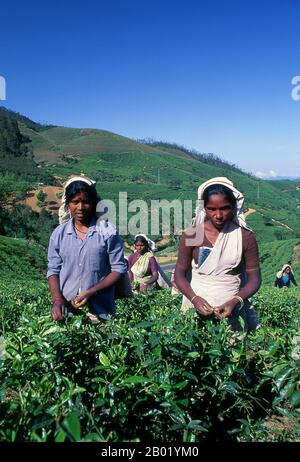 Sri Lanka: Raccoglitori di tè vicino a Nuwara Eliya, Sri Lanka centrale. La produzione di tè nello Sri Lanka, ex Ceylon, è di grande importanza per l'economia dello Sri Lanka e il mercato mondiale. Il paese è il quarto più grande produttore mondiale di tè e l'industria è una delle principali fonti di valuta estera del paese e una significativa fonte di reddito per i lavoratori, con il tè che rappresenta il 15% del PIL, generando circa 700 milioni di dollari all'anno. Nel 1995 lo Sri Lanka è stato il principale esportatore mondiale di tè (anziché produttore) con il 23% delle esportazioni mondiali totali, ma da allora è stato superato dal Kenya Foto Stock