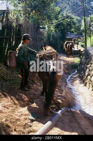 Thailandia: Un muleteer prepara il suo mulo per un trekking attraverso le colline del Triangolo d'Oro, Doi Mae Salong, provincia di Chiang Rai. Gli aspri e indomiti muleteers cinesi noti ai birmani come Panthay, e ai thailandesi e laotiani come Haw o Chin Haw, erano - e generalmente sono ancora - i padroni del Triangolo d'Oro. Certamente erano eccellenti commercianti, penetrando nei più remoti confini di territori proibiti come gli stati Wa, mentre allo stesso tempo le loro carovane di muli, cariche di tutto, da pietre preziose e giada a pantofole di oppio e rame, commerciavano fino a Luang Prabang. Foto Stock