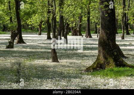 Alberi nel delta di Kizilirmak e riserva naturale di wetland con fiori bianchi. Foto Stock