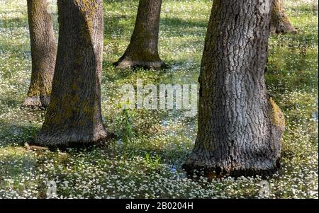 Alberi nel delta di Kizilirmak e riserva naturale di wetland con fiori bianchi. Foto Stock