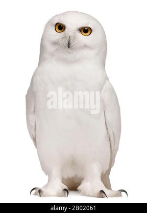 Uomo Snowy Owl, Bubo scandiacus, 8 anni, di fronte a sfondo bianco Foto Stock