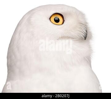 Primo piano di Malè Snowy Owl, Bubo scandiacus, 8 anni, di fronte a sfondo bianco Foto Stock