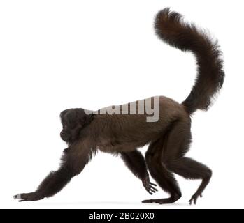 Nero Bearded Saki, Chiropotes satanas, 6 anni, di fronte a sfondo bianco Foto Stock