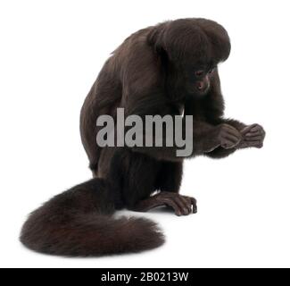 Nero Bearded Saki, Chiropotes satanas, 6 anni, di fronte a sfondo bianco Foto Stock