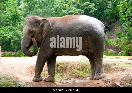 Thailandia: Elefante allo zoo di Khao Khieo, provincia di Chonburi. L'elefante asiatico (Elephas maximus) è l'unica specie vivente del genere Elephas ed è distribuita in tutto il subcontinente e nel sud-est asiatico dall'India ad ovest al Borneo ad est. Gli elefanti asiatici sono il più grande animale vivente in Asia. Ci sono circa 2.600 elefanti che vivono in Thailandia, con la maggior parte addomesticati. Foto Stock