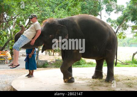 Thailandia: Elefante e turista al Million Years Stone Park and Crocodile Farm, Pattaya, provincia di Chonburi. L'elefante asiatico (Elephas maximus) è l'unica specie vivente del genere Elephas ed è distribuita in tutto il subcontinente e nel sud-est asiatico dall'India ad ovest al Borneo ad est. Gli elefanti asiatici sono il più grande animale vivente in Asia. Ci sono circa 2.600 elefanti che vivono in Thailandia, con la maggior parte addomesticati. Foto Stock