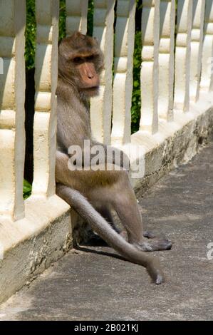 La macaque dalla coda stump (Macaca artoides), detta anche macaque dell'orso, è una specie di macaque che si trova nell'Asia meridionale e nel sud-est asiatico. È principalmente frugivoroso, ma mangia molti tipi di vegetazione, come semi, foglie e radici, ma anche caccia di granchi d'acqua dolce, rane, uova di uccelli e insetti. Si trova generalmente in foreste sempreverde subtropicali e tropicali, in diverse altezze a seconda della quantità di pioggia nella zona. È distribuito dall'India nordorientale e dalla Cina meridionale nella punta nord-occidentale della Malesia occidentale sulla penisola malese. Foto Stock