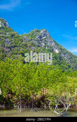 Thailandia: Mangrovie nel Parco nazionale di Khao Sam ROI Yot, provincia di Prachuap Khiri Khan. Khao Sam ROI Yot è diventato il primo parco nazionale costiero della Thailandia nel 1996. Copre un'area di circa 100 chilometri quadrati (40 miglia quadrate) tra cui ripide montagne calcaree disseminate di grotte, paludi, paludi di mangrovie, spiagge sabbiose e acque marine poco profonde lungo la costa. Il nome sam roi yot significa «trecento picchi» e questo si riferisce direttamente ai numerosi affioramenti e picchi calcarei che caratterizzano il parco, che si innalzano drammaticamente fino ad altezze superiori a 650 metri (2.150 piedi). Foto Stock