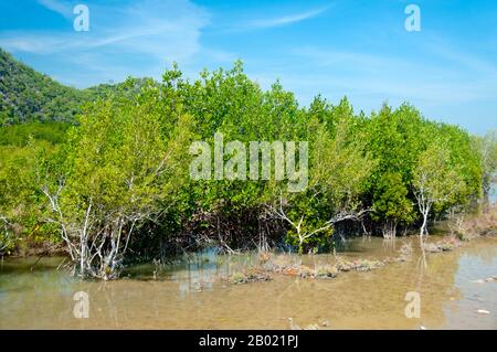 Thailandia: Mangrovie nel Parco nazionale di Khao Sam ROI Yot, provincia di Prachuap Khiri Khan. Khao Sam ROI Yot è diventato il primo parco nazionale costiero della Thailandia nel 1996. Copre un'area di circa 100 chilometri quadrati (40 miglia quadrate) tra cui ripide montagne calcaree disseminate di grotte, paludi, paludi di mangrovie, spiagge sabbiose e acque marine poco profonde lungo la costa. Il nome sam roi yot significa «trecento picchi» e questo si riferisce direttamente ai numerosi affioramenti e picchi calcarei che caratterizzano il parco, che si innalzano drammaticamente fino ad altezze superiori a 650 metri (2.150 piedi). Foto Stock