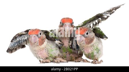 Pappagalli con testa marrone, Possiphalus criptoxanthus, 2 mesi di età, di fronte a sfondo bianco Foto Stock