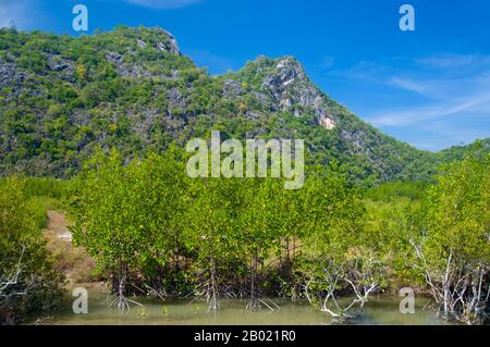 Thailandia: Mangrovie nel Parco nazionale di Khao Sam ROI Yot, provincia di Prachuap Khiri Khan. Khao Sam ROI Yot è diventato il primo parco nazionale costiero della Thailandia nel 1996. Copre un'area di circa 100 chilometri quadrati (40 miglia quadrate) tra cui ripide montagne calcaree disseminate di grotte, paludi, paludi di mangrovie, spiagge sabbiose e acque marine poco profonde lungo la costa. Il nome sam roi yot significa «trecento picchi» e questo si riferisce direttamente ai numerosi affioramenti e picchi calcarei che caratterizzano il parco, che si innalzano drammaticamente fino ad altezze superiori a 650 metri (2.150 piedi). Foto Stock