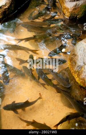 Thailandia: Carpa nelle piscine accanto alla cascata Phlio, al Parco Nazionale Nam Tok Phlio (Phliw), alla Provincia di Chanthaburi. Il parco nazionale Namtok Phlio è stato designato parco nazionale nel 1975 e originariamente chiamato parco nazionale di Khao sa BAP. Copre un'area di 135 kmq (52 km²) e contiene alcune delle foreste pluviali più lussureggianti della Thailandia. La fauna selvatica all'interno del parco comprende 32 specie di mammiferi e 156 specie di uccelli. Cervi abbaianti, tigre, leopardo e orso nero asiatico sono tra i suoi abitanti più grandi. Foto Stock