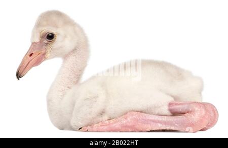 Grande Flamingo, Fenicopterus roseus, 14 giorni di età, di fronte a sfondo bianco Foto Stock