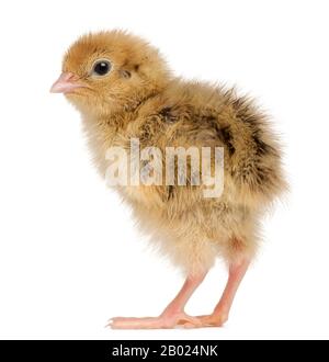 Le quaglie giapponesi, noto anche come Coturnix Quaglia, coturnix japonica, 3 giorni di età, di fronte a uno sfondo bianco Foto Stock