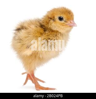 Le quaglie giapponesi, noto anche come Coturnix Quaglia, coturnix japonica, 3 giorni di età, di fronte a uno sfondo bianco Foto Stock