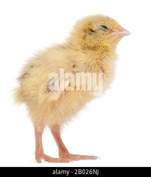 Le quaglie giapponesi, noto anche come Coturnix Quaglia, coturnix japonica, 3 giorni di età, di fronte a uno sfondo bianco Foto Stock
