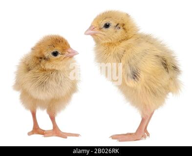 Due le quaglie giapponesi, noto anche come Coturnix Quaglia, coturnix japonica, 3 giorni di età, di fronte a uno sfondo bianco Foto Stock