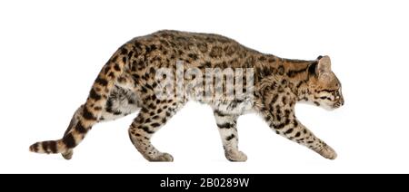 Oncilla, Leopardo tibRONUS, 19 anni, di fronte a sfondo bianco Foto Stock