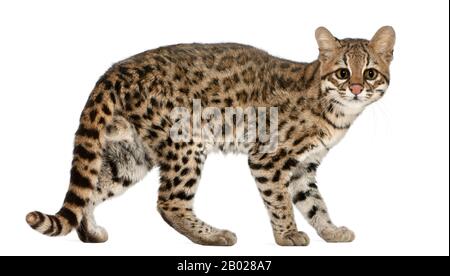 Oncilla, Leopardo tibRONUS, 19 anni, di fronte a sfondo bianco Foto Stock