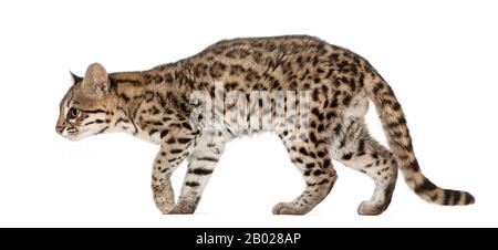 Oncilla, Leopardo tibRONUS, 19 anni, di fronte a sfondo bianco Foto Stock