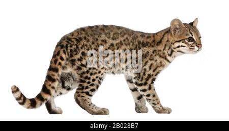 Oncilla, Leopardo tibRONUS, 19 anni, di fronte a sfondo bianco Foto Stock