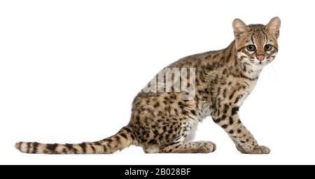 Oncilla, Leopardo tibRONUS, 19 anni, di fronte a sfondo bianco Foto Stock