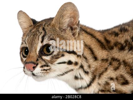 Oncilla, Leopardo tibRONUS, 19 anni, di fronte a sfondo bianco Foto Stock