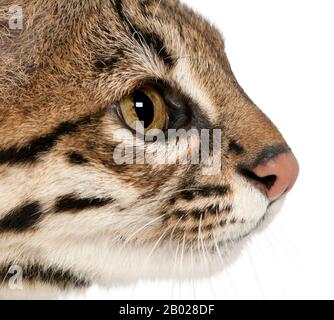 Oncilla, Leopardo tibRONUS, 19 anni, di fronte a sfondo bianco Foto Stock