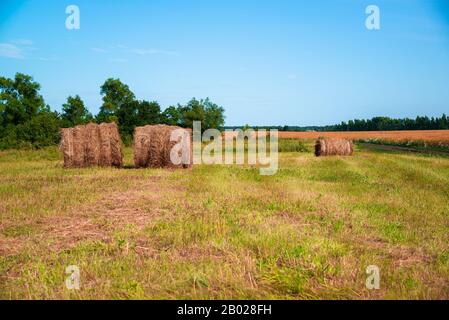 paesaggio rurale con un rotolo di paglia su campo di maturo Grano in Russia Foto Stock