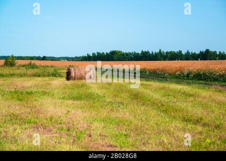 paesaggio rurale con un rotolo di paglia su campo di maturo Grano in Russia Foto Stock