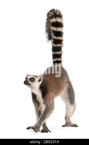 Lemur dalla coda circolare, Lempur corta, di 7 anni, di fronte allo sfondo bianco Foto Stock