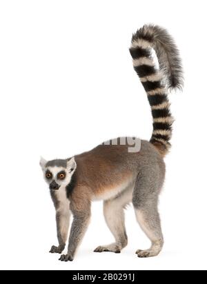 Lemur dalla coda circolare, Lempur corta, di 7 anni, di fronte allo sfondo bianco Foto Stock