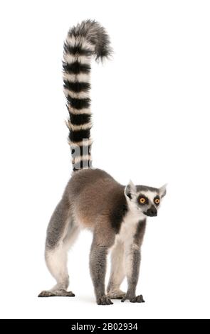 Lemur dalla coda circolare, Lempur corta, di 7 anni, di fronte allo sfondo bianco Foto Stock